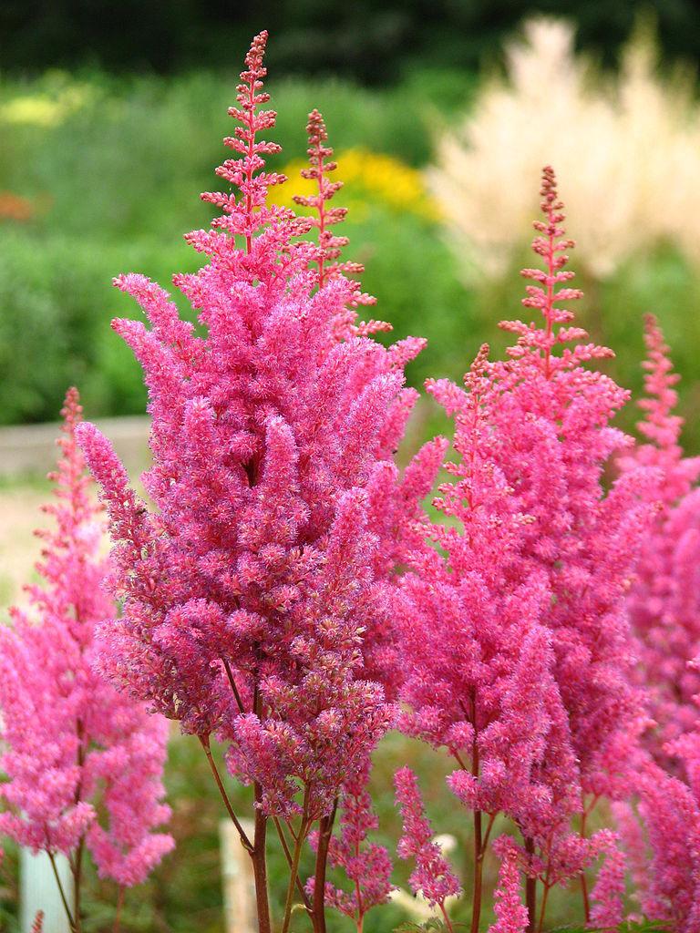 Astilbe arendsii 'Gloria Purpurea'